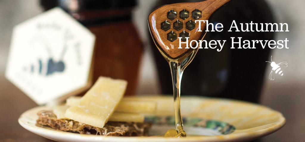 Autumn Beekeeping & Buckwheat Honey Harvest