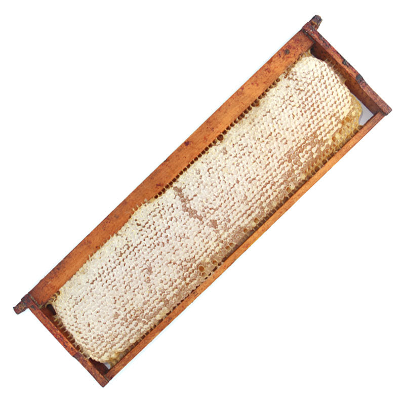 Made By Bees Frame of Honeycomb