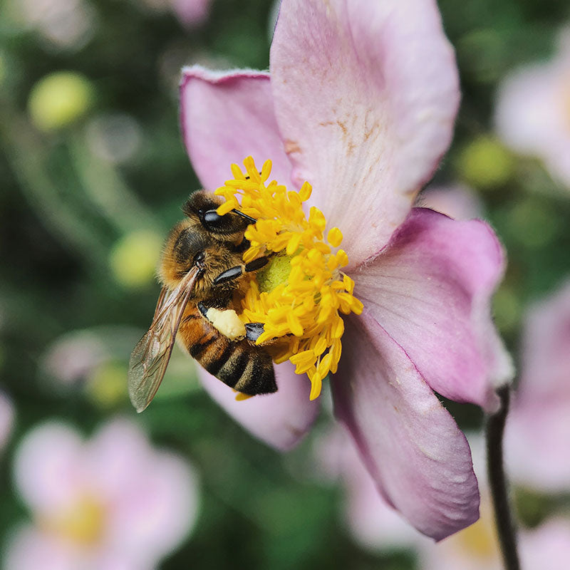 Made By Bees Pollinator Seeds - Wildflower Meadow Mix