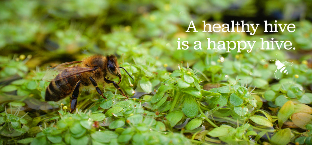 All About Honeybees: From Hive Cleanliness to Backyard Watering Stations